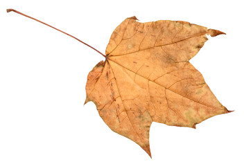 dried fallen yellow autumn leaf of viburnum tree