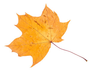 dried fallen yellow autumn leaf of maple tree