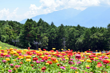 初夏の富士見高原 花畑
