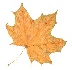 dried fallen autumn leaf of maple tree cut