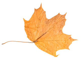 Naklejka na ściany i meble dried autumn leaf of maple tree cut out on white
