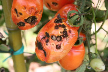 Black spots on red tomatoes on plant. Tomatoes damaged by insect in the vegetable garden. 
