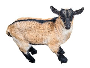 Kid goat full length isolated on white. Farm animals. Goat close up.