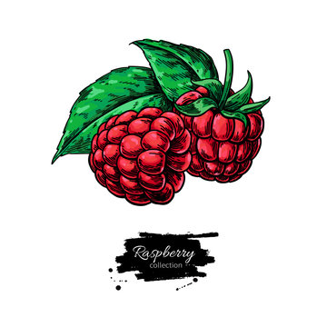 Raspberry vector drawing. Isolated berry branch sketch 