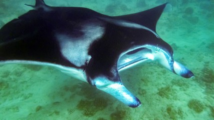 Manta ray in the blue water of the Indian ocean, Maldives.