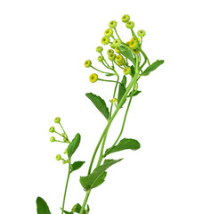 Tanacetum Balsamita Medicinal Herb Plant. Known as Costmary, Alecost, Balsam Herb, Bible Leaf, or Mint Geranium. Isolated on White Background.