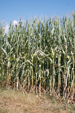 Corn field damaged by drought in summer. Countryside landscape
