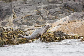 Grey seal (Halichoerus grypus) pair perched on rocks