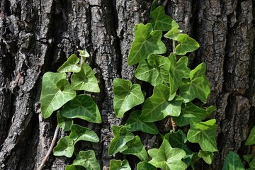 green ivy on tree bark