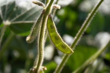 Soybean pods in the sunlight growing on plant in the field. Selective focus.
