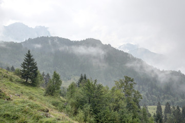 A landscape of Montagnole Basse mountains, in the Italian Alps, just after rain, with thick clouds, wet grass and pine trees