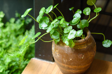 green plant