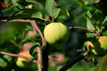 single green apple