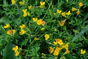 Obraz premium yellow flowers in garden