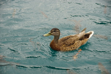 duck