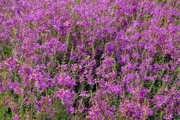 Obraz premium field of purple flowers