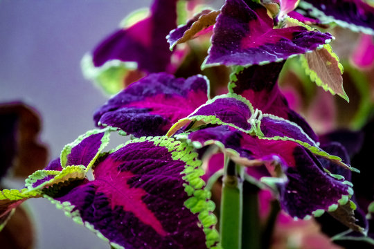 A green fringed purple and red leafed tropical plant.