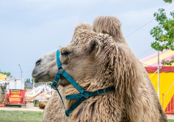 A two-humped camel in the city park. Camel walking in the park.