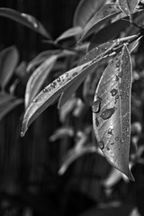 BW leaves waterdrops