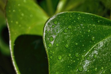 water drops on green leaf