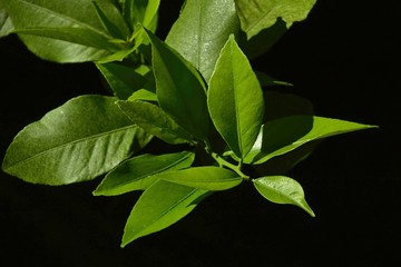 green leaves of tree