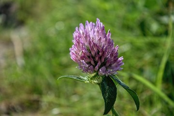 purple thistle flower