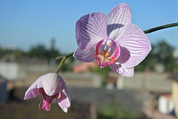 Orchid
