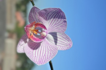 orchid on blue sky background