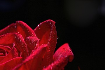 red rose with water drops