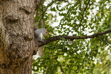 A grey squirrel eating in St James Park, London