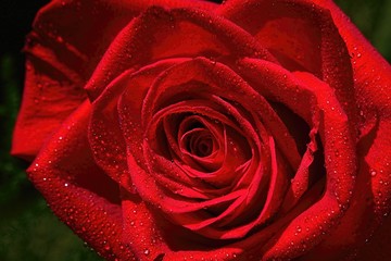 red rose with water drops
