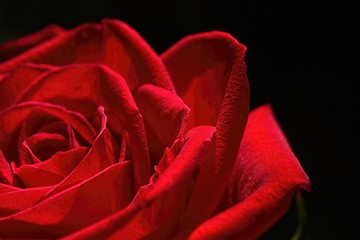 red rose on black background