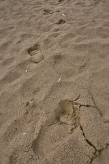 footprints in the sand