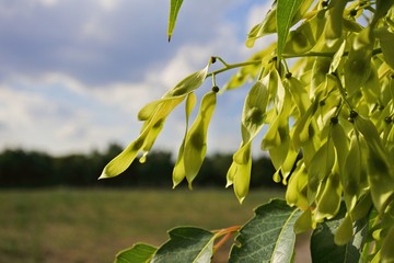 green leaves of tree