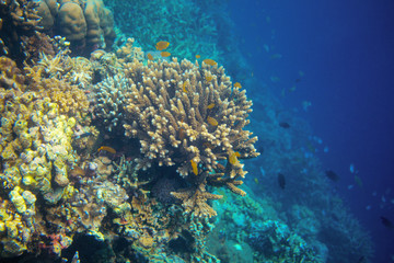 Underwater landscape with coral fish. Yellow tropical fish in coral reef wall. Coral fish family closeup.