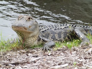 Alligator in the water