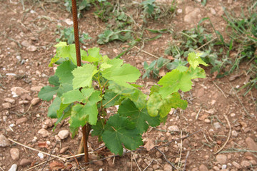 Vine plants growing in the vineyard