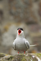 Arctic tern (Sterna paradisaea) displaying and calling at breeding colony