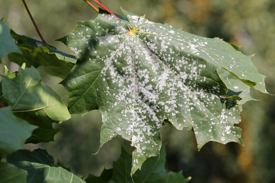 Powdery mildew on leaf of Norway Maple. Maple tree fungal disease