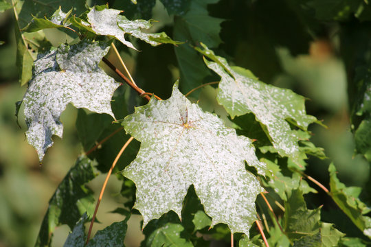 Powdery mildew on leaves of Norway Maple. Maple tree fungal disease