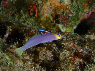 シコンハタタテハゼ（ヘルフリッチ） Nemateleotris helfrichi