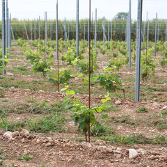 Vine plants growing in the vineyard