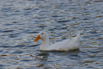 white duck in the water
