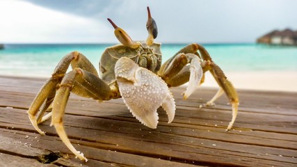 A large crab crawled out on a white sandy beach on a sunny day in Maldives.