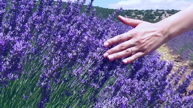 flower, purple, lavender, hand, finger, arm, touch, touch, feel, love, caress, flowers, nature, plant, field, garden, plateau, open air, sky, green, blue, bee, pollen, summer, spring