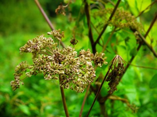 wildflower seed head in forest green