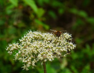 fly pollinating white wildflower