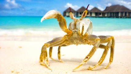 A large crab crawled out on a white sandy beach on a sunny day in Maldives.