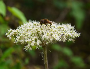 fly pollinator on cowslip closeup forest