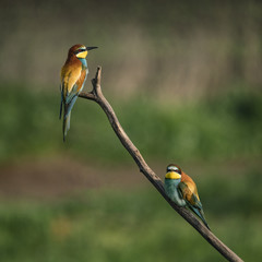 Bee eater on a branch. Colorful bird portrait.